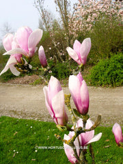 Magnolia 'Chang Hua' - Sierboom - Hortus Conclusus  - 4