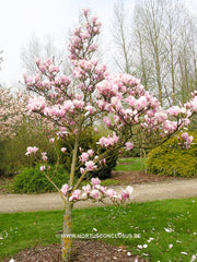 Magnolia 'Chang Hua' - Sierboom - Hortus Conclusus  - 5