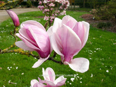 Magnolia 'Chang Hua' - Sierboom - Hortus Conclusus  - 6
