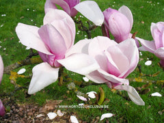 Magnolia 'Chang Hua' - Sierboom - Hortus Conclusus  - 7