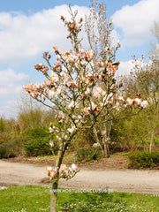 Magnolia 'Chang Hua' - Sierboom - Hortus Conclusus  - 9