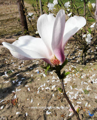 Magnolia 'Chang Hua' - Sierboom - Hortus Conclusus  - 10