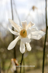 Magnolia 'China Town' - Sierboom - Hortus Conclusus  - 1