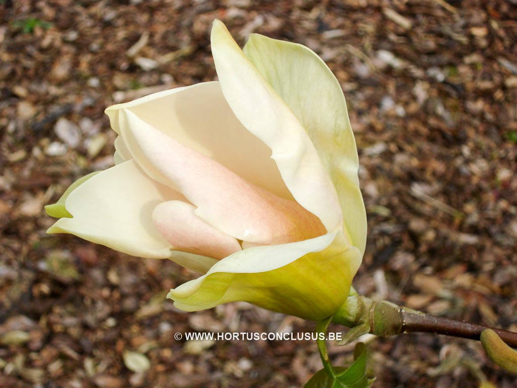 Magnolia 'Curly Head' - Sierboom - Hortus Conclusus  - 1