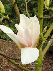 Magnolia 'Curly Head' - Sierboom - Hortus Conclusus  - 3