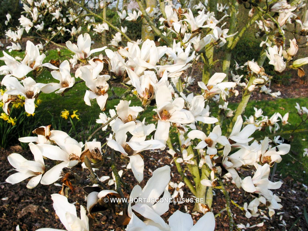 Magnolia cylindrica 'Bjuv' - Sierboom - Hortus Conclusus  - 1