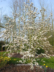 Magnolia cylindrica 'Bjuv' - Sierboom - Hortus Conclusus  - 2