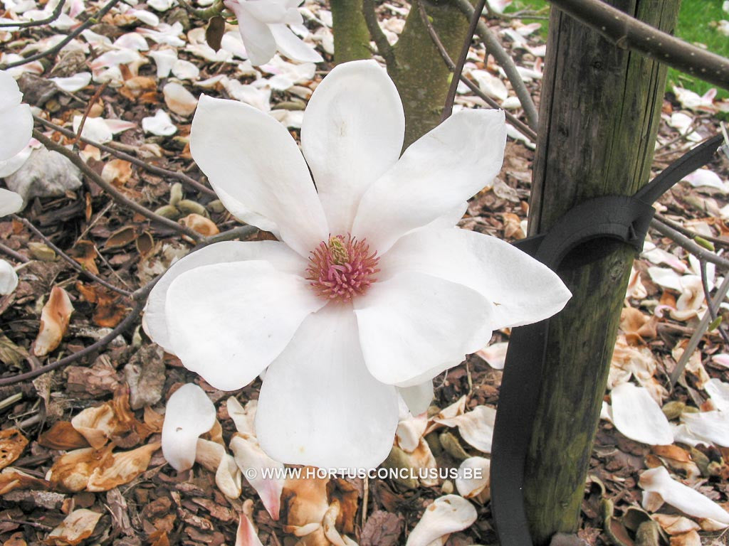 Magnolia 'Daisy Diva' - Sierboom - Hortus Conclusus  - 1