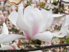 Magnolia 'Daisy Diva' - Sierboom - Hortus Conclusus  - 2