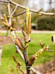 Magnolia 'Daisy Diva' - Sierboom - Hortus Conclusus  - 4