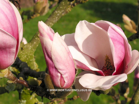 Magnolia 'Dan Qing'