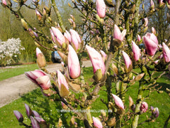 Magnolia 'Dan Qing' - Sierboom - Hortus Conclusus  - 2