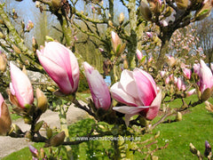 Magnolia 'Dan Qing' - Sierboom - Hortus Conclusus  - 3