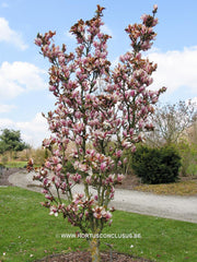 Magnolia 'Dan Qing' - Sierboom - Hortus Conclusus  - 4