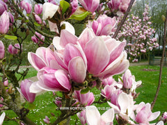 Magnolia 'Dan Qing' - Sierboom - Hortus Conclusus  - 6