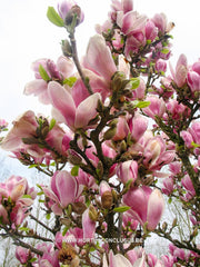 Magnolia 'Dan Qing' - Sierboom - Hortus Conclusus  - 7