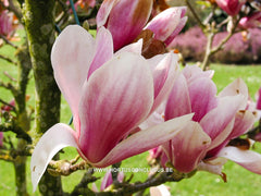 Magnolia 'Dan Qing' - Sierboom - Hortus Conclusus  - 10