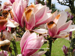 Magnolia 'Dan Qing' - Sierboom - Hortus Conclusus  - 11