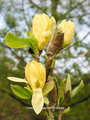 Magnolia 'Daphne' - Sierboom - Hortus Conclusus  - 1
