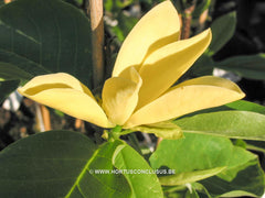 Magnolia 'Daphne' - Sierboom - Hortus Conclusus  - 5