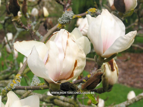 Magnolia 'Dark Shadow'