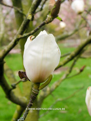 Magnolia 'Dark Shadow' - Sierboom - Hortus Conclusus  - 2
