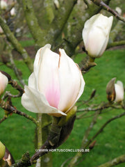 Magnolia 'Dark Shadow' - Sierboom - Hortus Conclusus  - 3