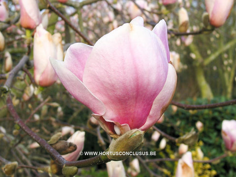 Magnolia 'Darrel Dean'