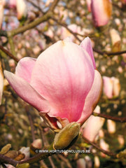 Magnolia 'Darrel Dean' - Sierboom - Hortus Conclusus  - 2