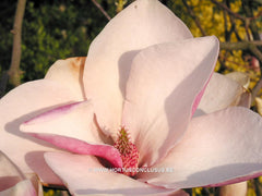 Magnolia 'Darrel Dean' - Sierboom - Hortus Conclusus  - 3