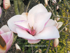 Magnolia 'Darrel Dean' - Sierboom - Hortus Conclusus  - 5