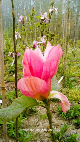 Magnolia 'Daybreak'