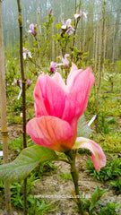 Magnolia 'Daybreak' - Sierboom - Hortus Conclusus  - 1