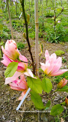 Magnolia 'Daybreak' - Sierboom - Hortus Conclusus  - 4