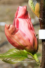 Magnolia 'Daybreak' - Sierboom - Hortus Conclusus  - 9