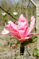 Magnolia 'Daybreak' - Sierboom - Hortus Conclusus  - 10