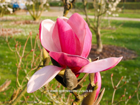 Magnolia denudata 'Forrest's Pink'