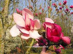 Magnolia denudata 'Forrest's Pink' - Sierboom - Hortus Conclusus  - 2