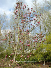 Magnolia denudata 'Forrest's Pink' - Sierboom - Hortus Conclusus  - 4