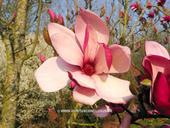 Magnolia denudata 'Forrest's Pink' - Sierboom - Hortus Conclusus  - 5