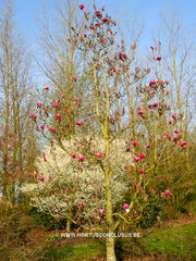 Magnolia denudata 'Forrest's Pink' - Sierboom - Hortus Conclusus  - 6