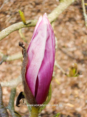 Magnolia denudata 'Forrest's Pink' - Sierboom - Hortus Conclusus  - 7