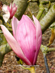 Magnolia denudata 'Forrest's Pink' - Sierboom - Hortus Conclusus  - 8