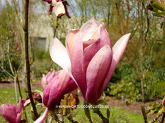 Magnolia denudata 'Forrest's Pink' - Sierboom - Hortus Conclusus  - 9