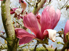 Magnolia denudata 'Forrest's Pink' - Sierboom - Hortus Conclusus  - 10
