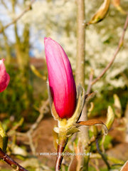 Magnolia denudata 'Forrest's Pink' - Sierboom - Hortus Conclusus  - 11