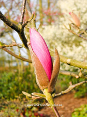 Magnolia denudata 'Forrest's Pink' - Sierboom - Hortus Conclusus  - 12