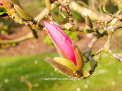Magnolia denudata 'Forrest's Pink' - Sierboom - Hortus Conclusus  - 13