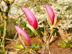 Magnolia denudata 'Forrest's Pink' - Sierboom - Hortus Conclusus  - 14