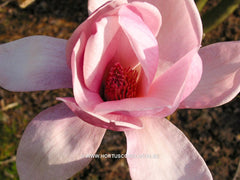 Magnolia 'Eleanor May' - Sierboom - Hortus Conclusus  - 1